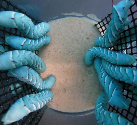 Live Hornworm Reptile Feeders product image 3