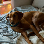 Pet Throw Blanket product image 5