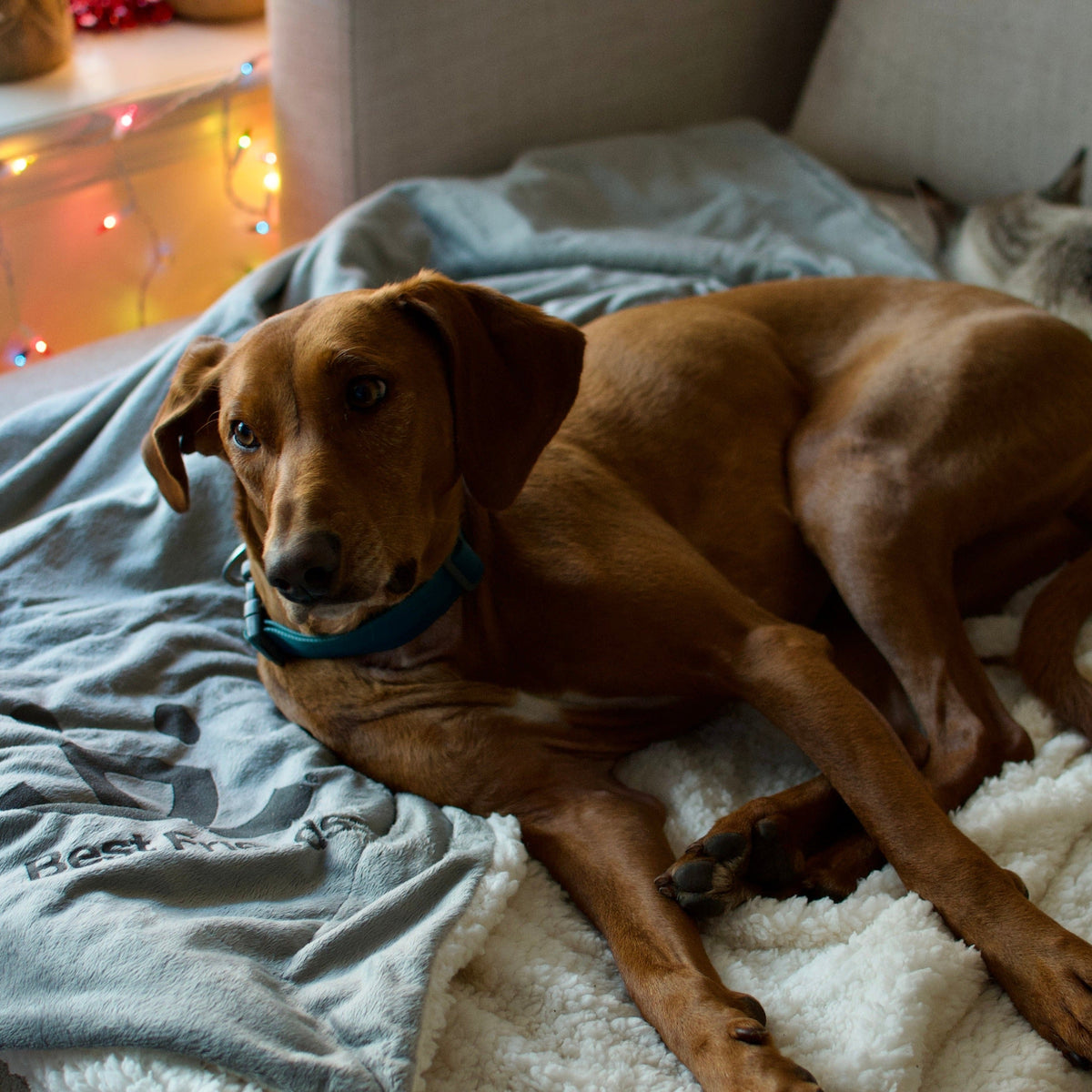 Pet Throw Blanket product image 5