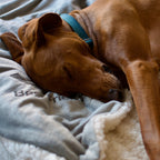 Pet Throw Blanket product image 8