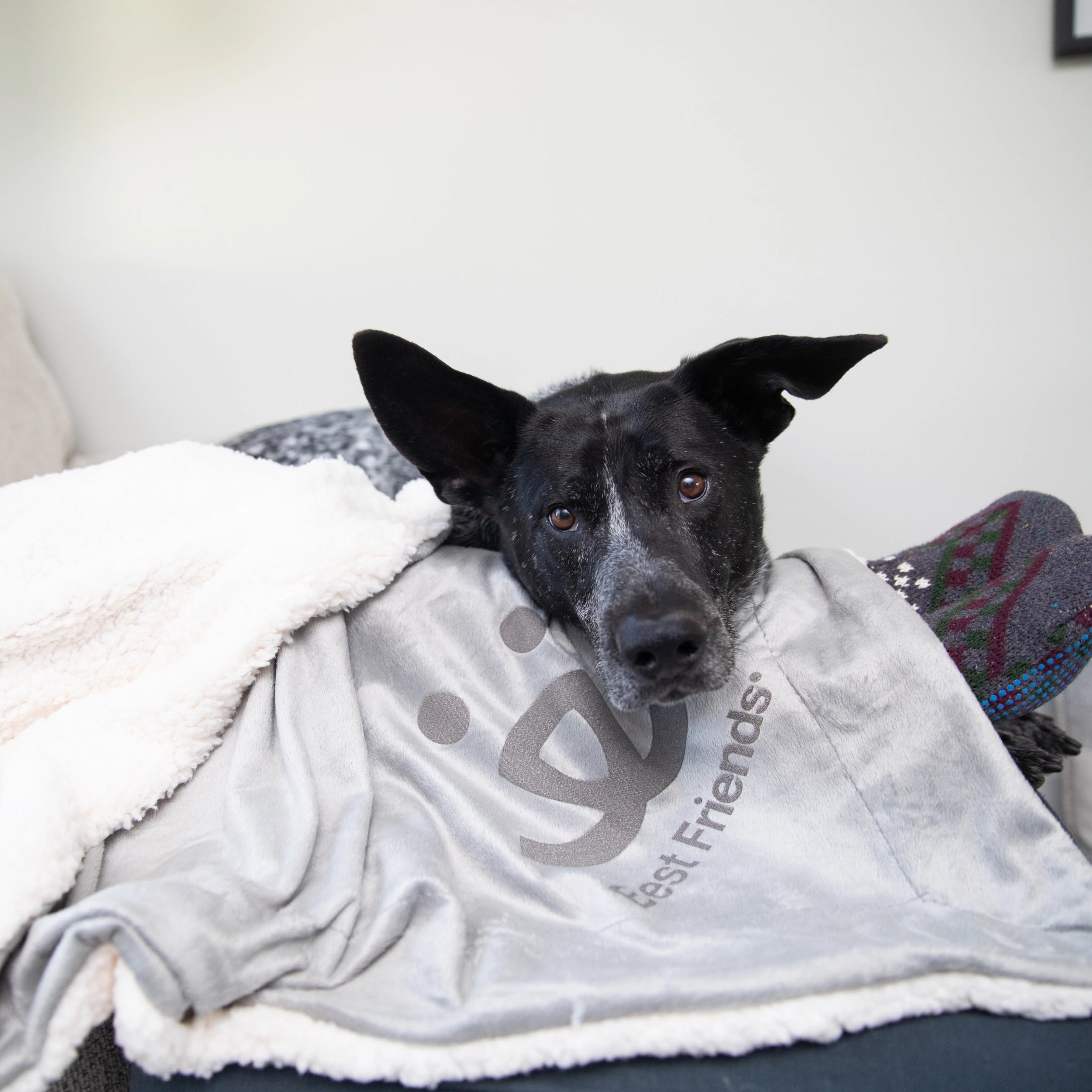 Pet Throw Blanket product image 9