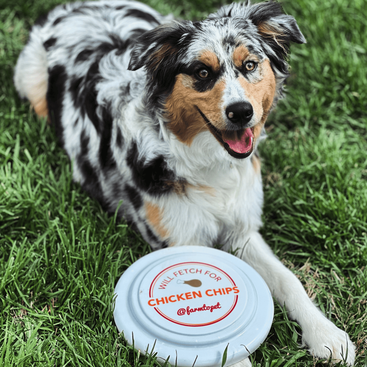 Dog Frisbee product image 4