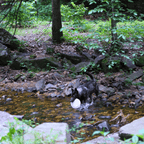 Dog Frisbee product image 5