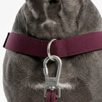 Dog Harness D-Ring Attachment product image 3
