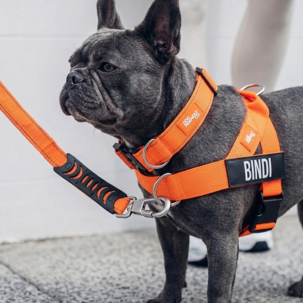 Dog Harness D-Ring Attachment product image 5