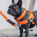 Dog Harness D-Ring Attachment product image 5