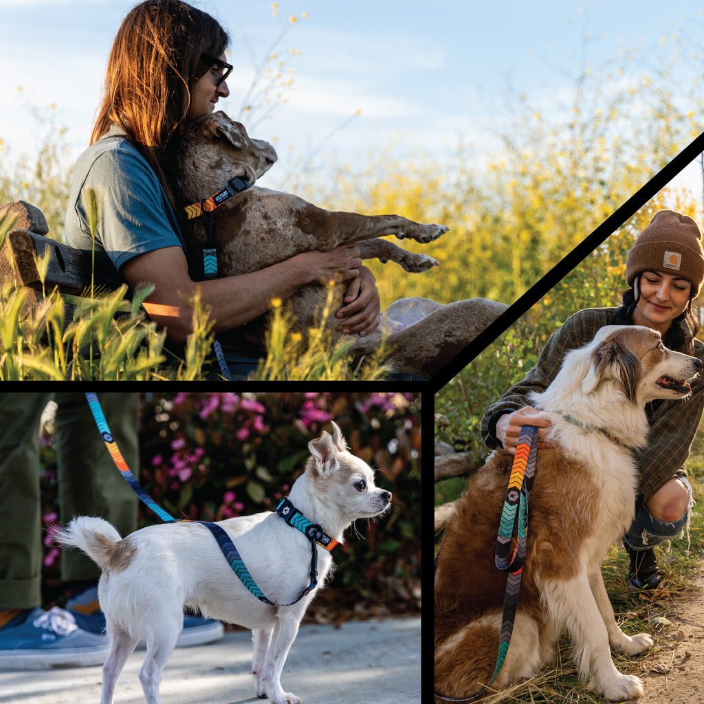 Dog Collar product image 6