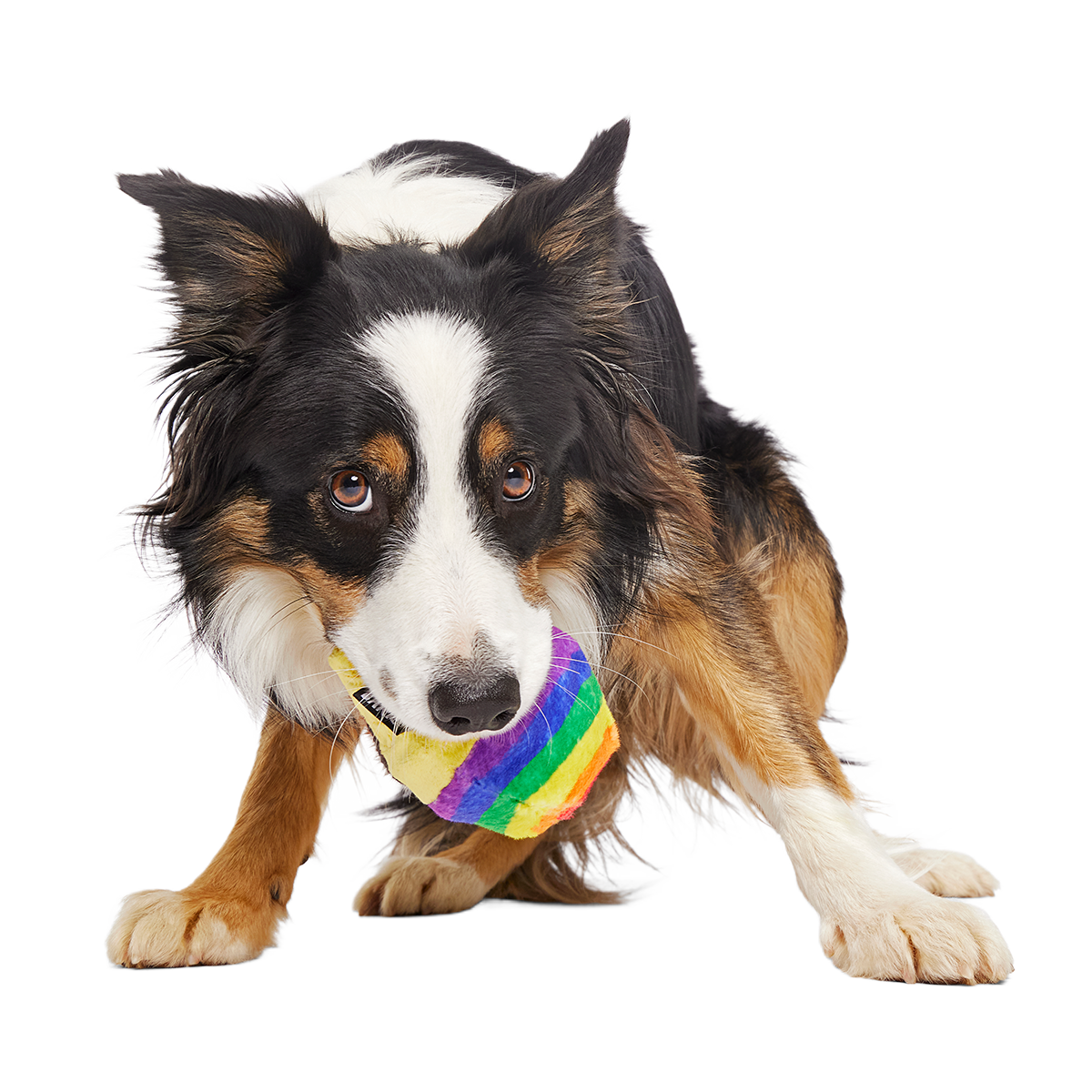 Dog Toy product image 3