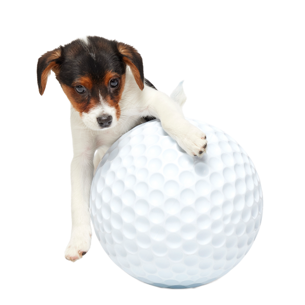 Dog Ball product image 3