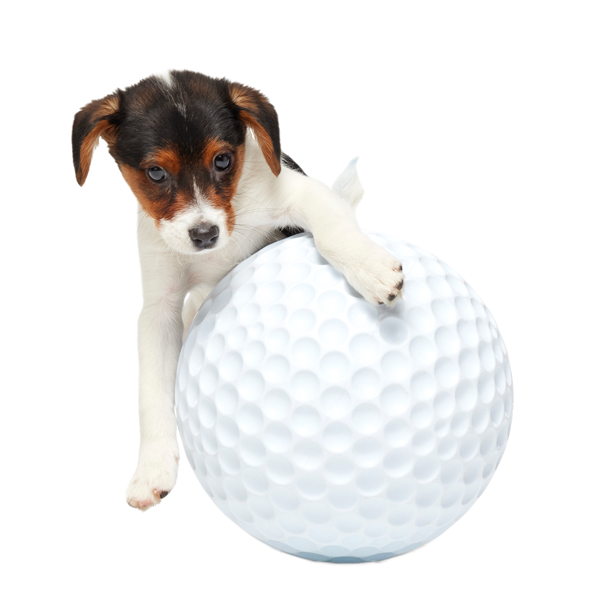 Dog Ball product image 3