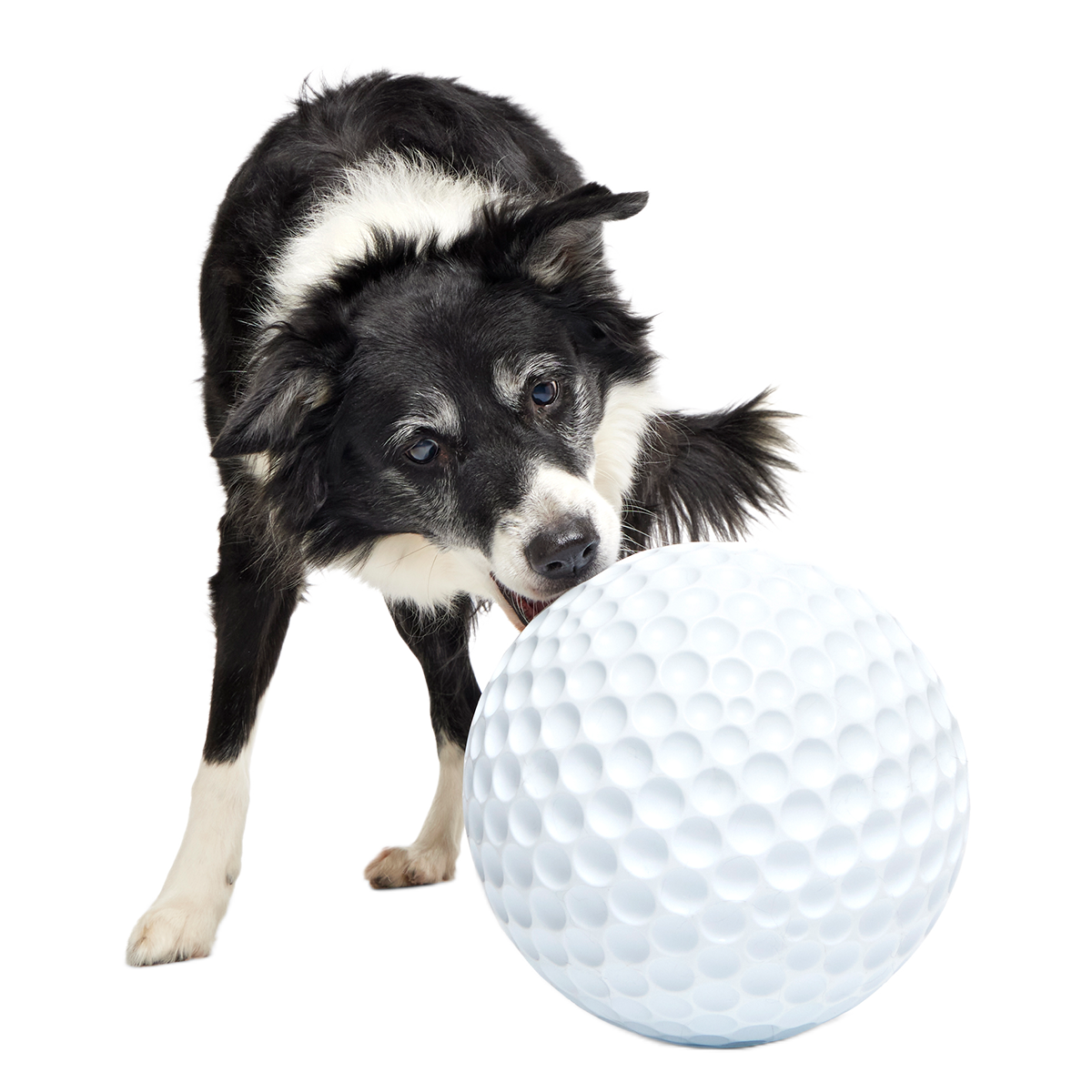 Dog Ball product image 4