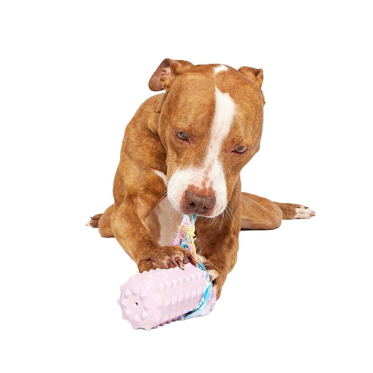 Durable Dog Toy product image 3