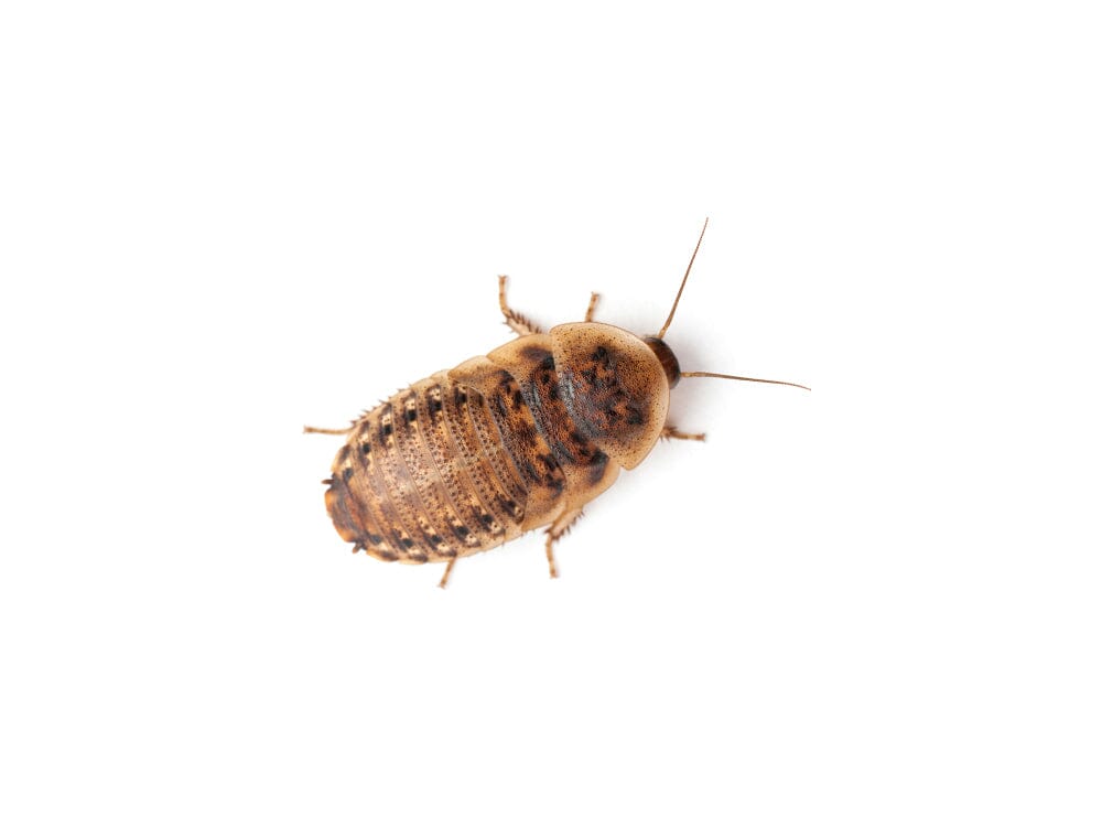 Dubia Nymph Feeder Insects product image 1