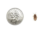 Dubia Nymph Feeder Insects product image 2