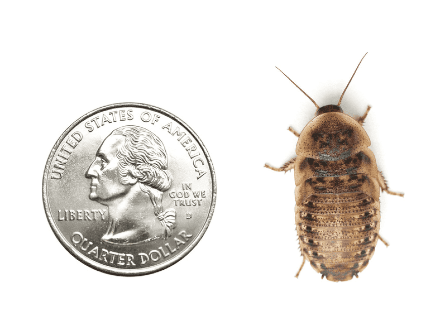 Dubia Roach Feeders product image 2