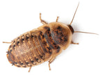 Dubia Roach Feeders product image 1