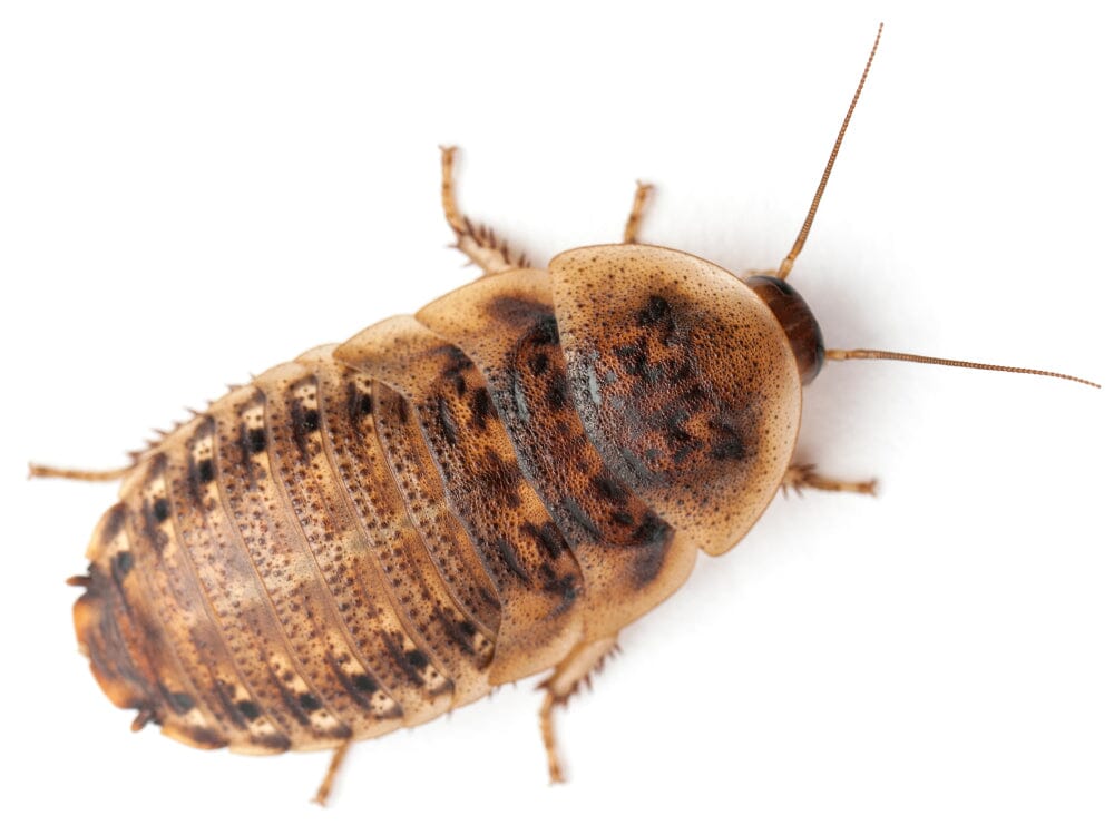 Dubia Roach Feeders product image 1