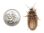 Dubia Roach Feeders product image 2
