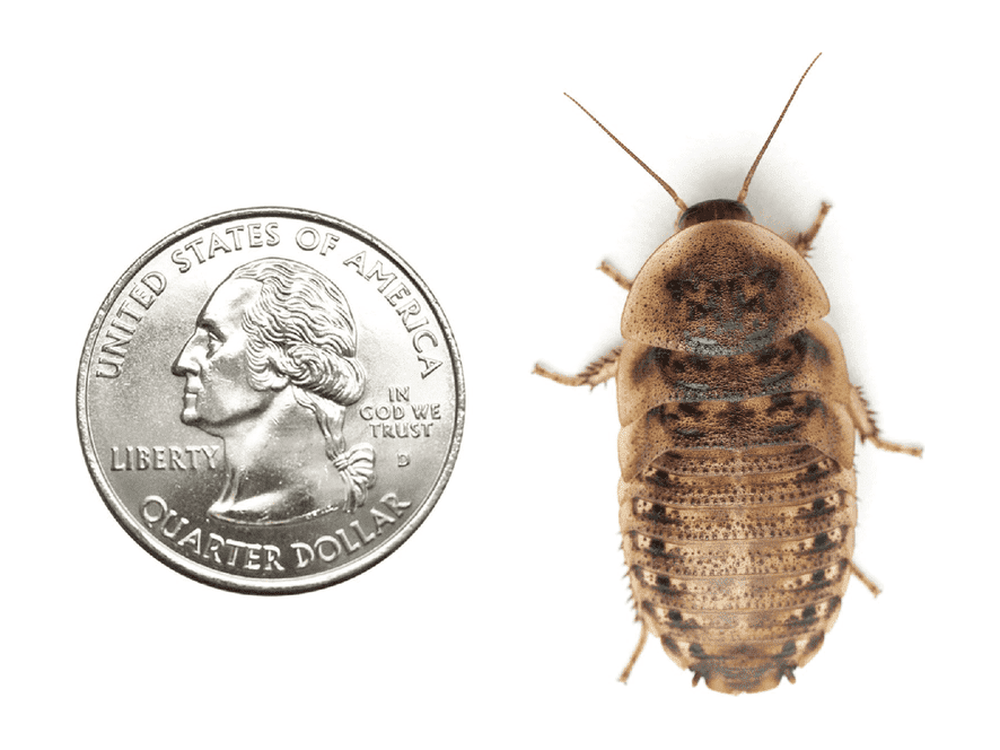 Dubia Roach Feeders product image 2
