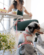 Dog Leashes product image 7