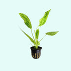Live Aquarium Plant product image 1
