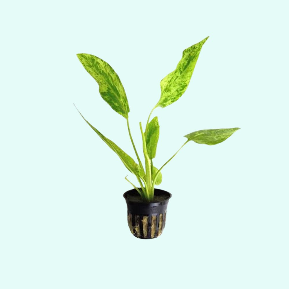Live Aquarium Plant product image 1