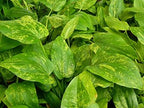 Live Aquarium Plant product image 4