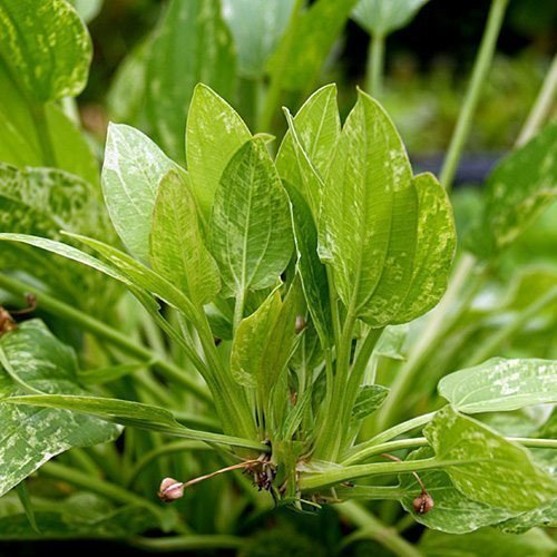 Live Aquarium Plant product image 5