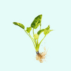 Live Aquarium Plant product image 6