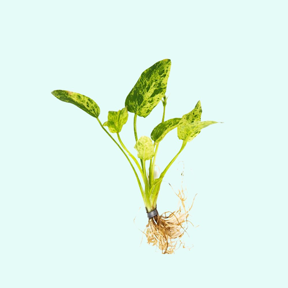 Live Aquarium Plant product image 6