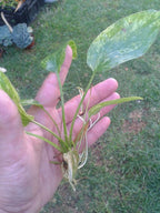 Live Aquarium Plant product image 10