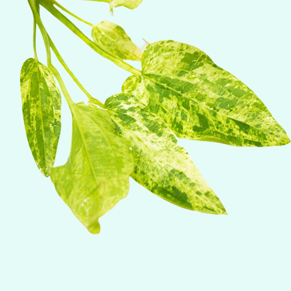 Live Aquarium Plant product image 11