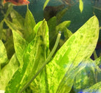 Live Aquarium Plant product image 12