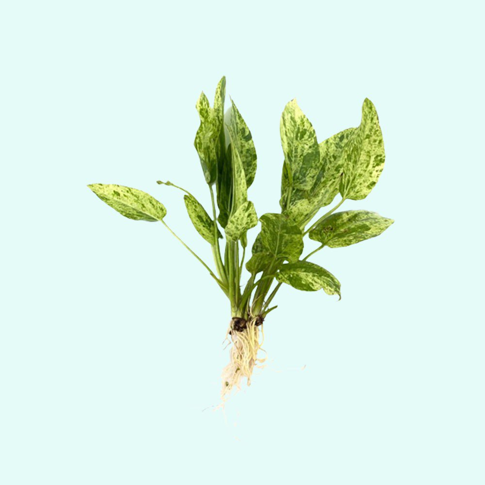 Live Aquarium Plant product image 13