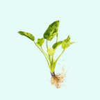 Live Aquarium Plant product image 14