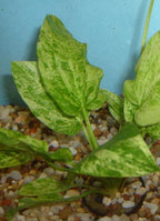 Live Aquarium Plant product image 15