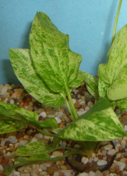 Live Aquarium Plant product image 15