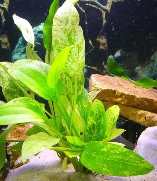 Live Aquarium Plant product image 16