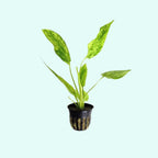 Live Aquarium Plant product image 18