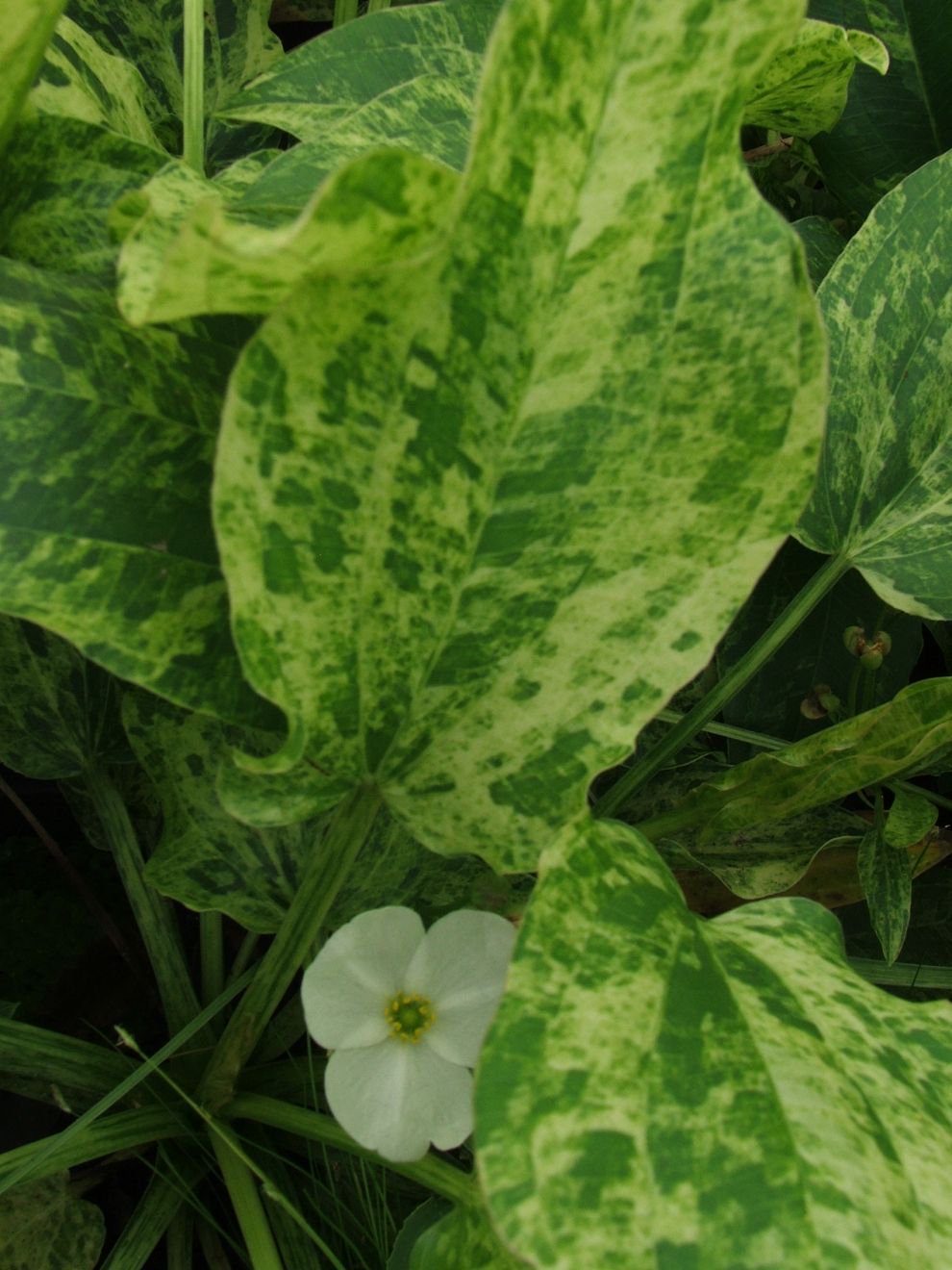 Live Aquarium Plant product image 19