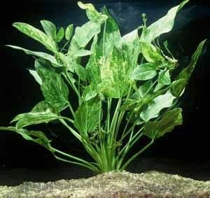 Live Aquarium Plant product image 21
