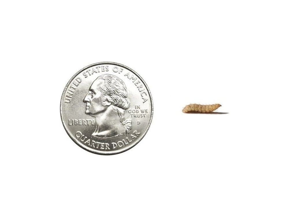 Live Feeder Insects product image 2