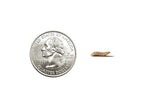 Live Feeder Insects product image 2