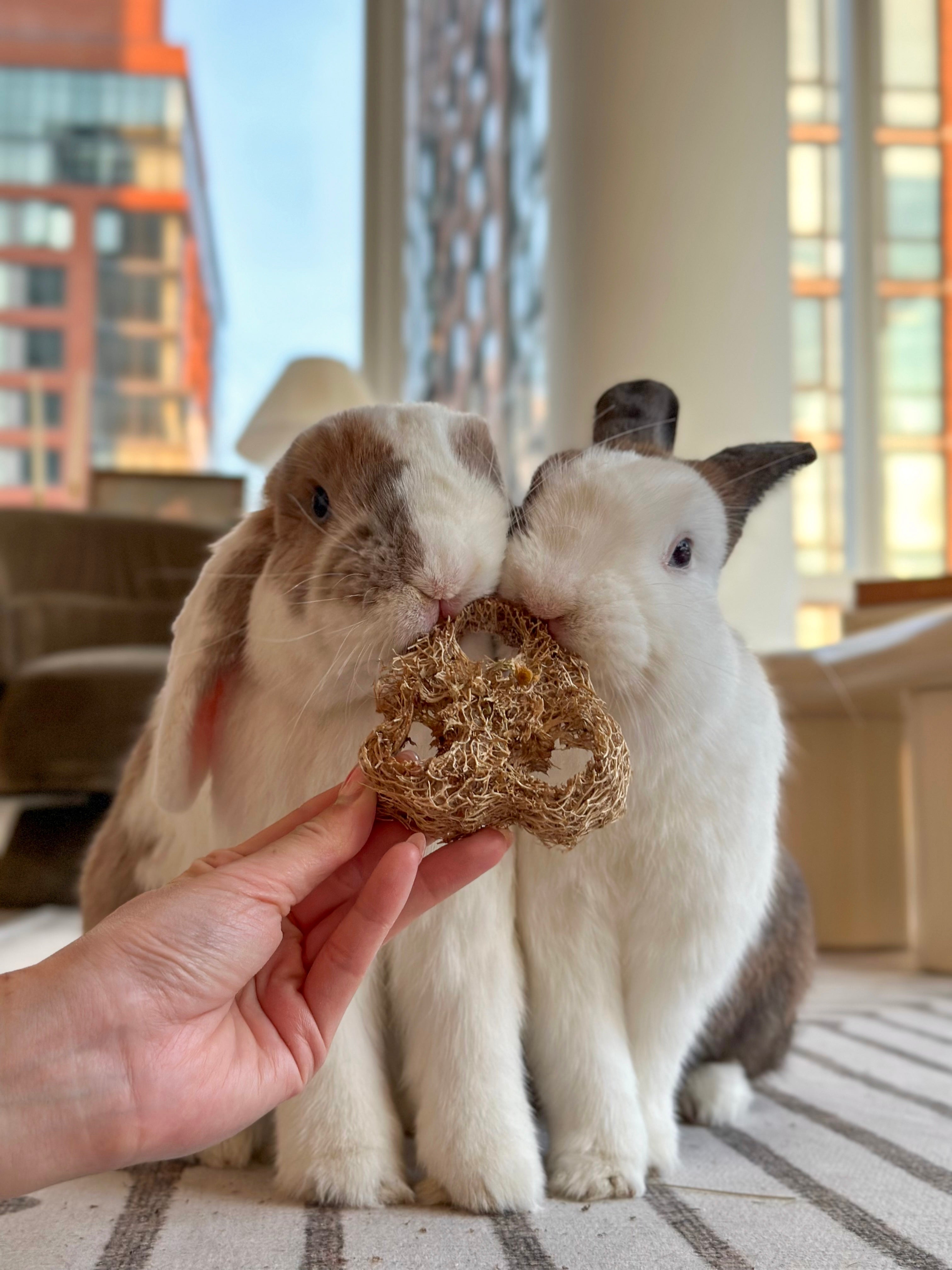 Flavored Natural Loofah Chews for Small Pets product image 3