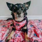 Adjustable Dog Harness product image 7