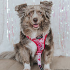 Adjustable Dog Harness product image 11