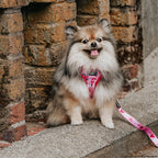Adjustable Dog Harness product image 14
