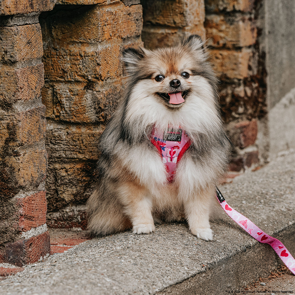Adjustable Dog Harness product image 14
