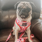 Adjustable Dog Harness product image 15