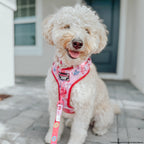 Adjustable Dog Harness product image 16